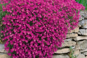 Aubrieta deltoidea cascade red